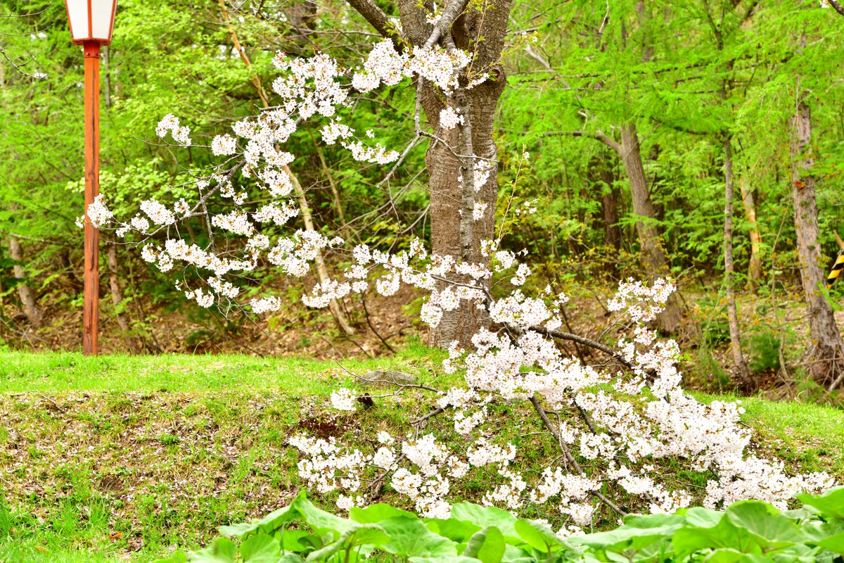美唄東明公園 美唄東明公園