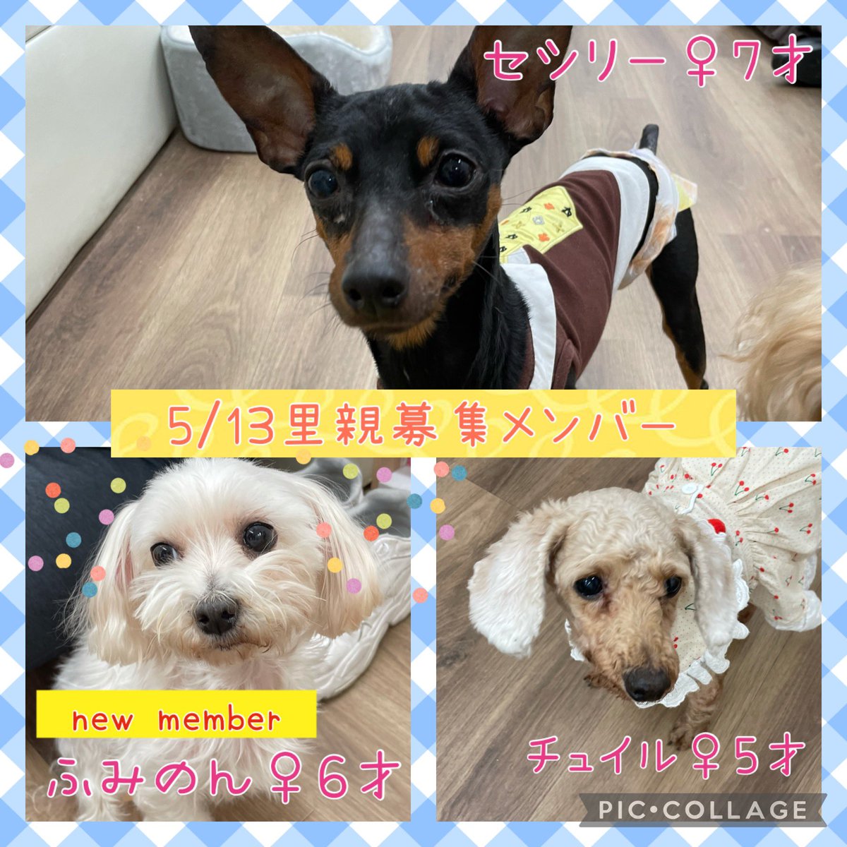 Hogooooo69's tweet photo. #保護犬カフェ寺田町店
🐶🐱新メンバーが増えた明日の里親さん募集メンバーです❤️
本日も支援物資や差し入れありがとうございました！
コロナ予防のためマスク着用、手の消毒お願い致します！
混雑時は入場制限させていただきます。
席の譲り合いにご理解ご協力の程よろしくお願い致します🙇‍♀️ https://t.co/upBURLukd9