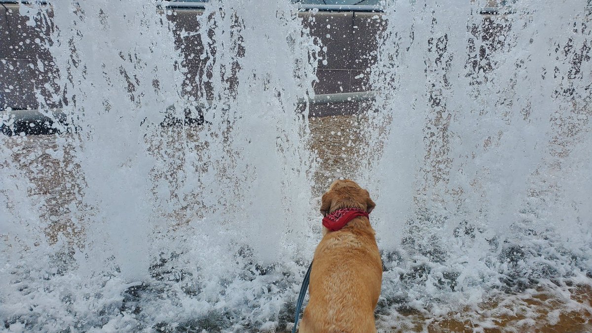 MindCageRick's tweet photo. Pictures from yesterday's adventures with Lucy downtown around the Mall and National Gallery of Art (fountains) Thanks to the NGA officer who let her grab some water and cool down for a hot minute #DogsofTwittter #labsquad #labradorretriever #dogs #dc https://t.co/9c43EYRECx