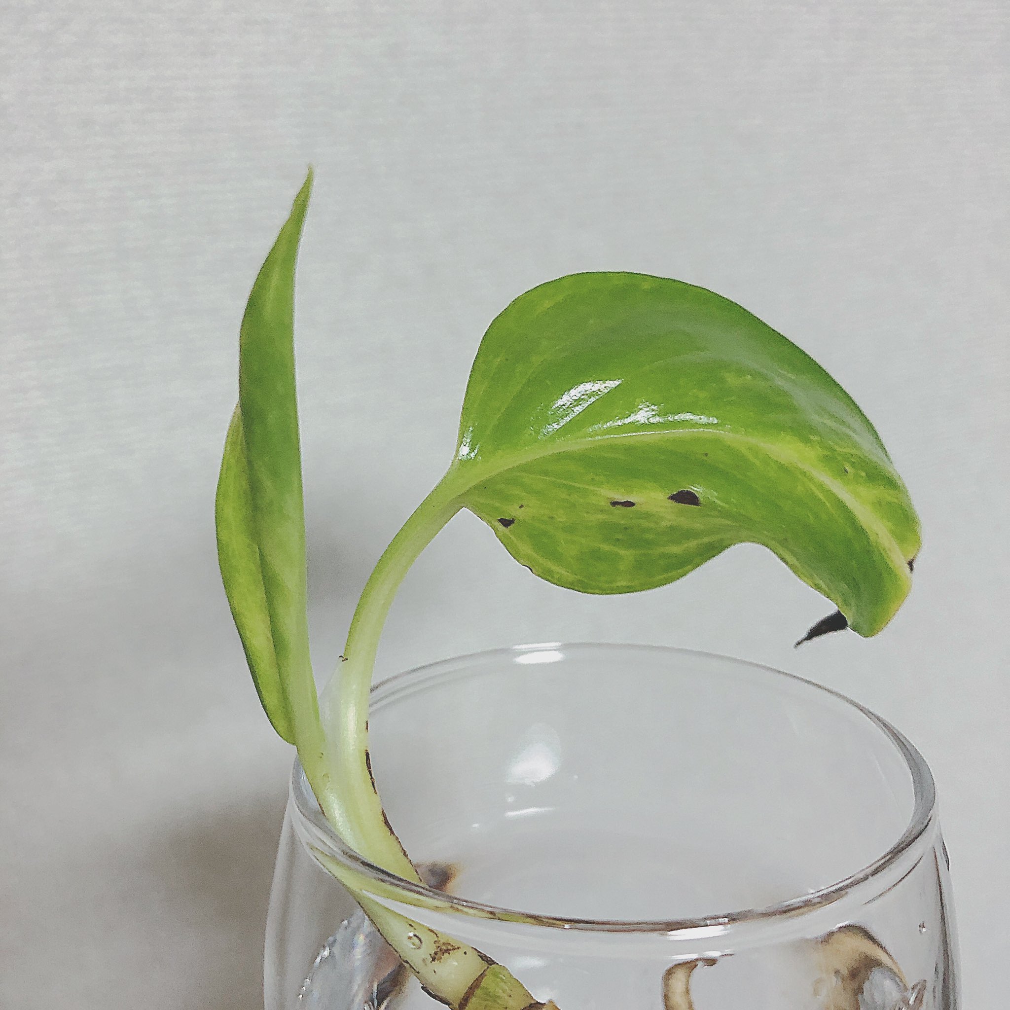 تويتر Charcoal على تويتر 株分けした小さいポトスを水耕栽培中 新しい葉っぱが伸びてきました この時期は観葉植物の成長期なようで すくすく育っている感じです ポトス 観葉植物 緑のある生活 水耕栽培 T Co I8lowv9j0u