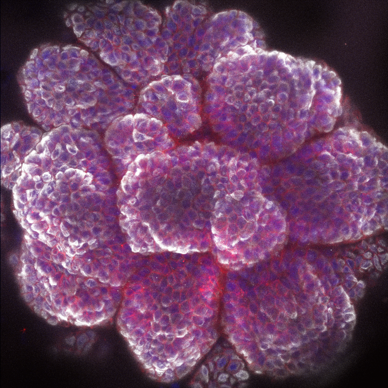 Thrilled to announce that my first paper is finally out in <a href="/NatureComms/">Nature Communications</a>! 🥳
Thank you to everyone who participated to this beautiful adventure and especially to my amazing mentor <a href="/GGuaschResearch/">GGuaschResearch</a> !  🙌
<a href="/laliguecancer/">La Ligue contre le cancer</a> @univamu <a href="/CrcmMarseille/">CRCM Marseille</a> <a href="/paoli_calmettes/">Institut Paoli-Calmettes (IPC)</a> <a href="/Inserm/">Inserm</a> <a href="/CNRS/">CNRS 🌍</a>