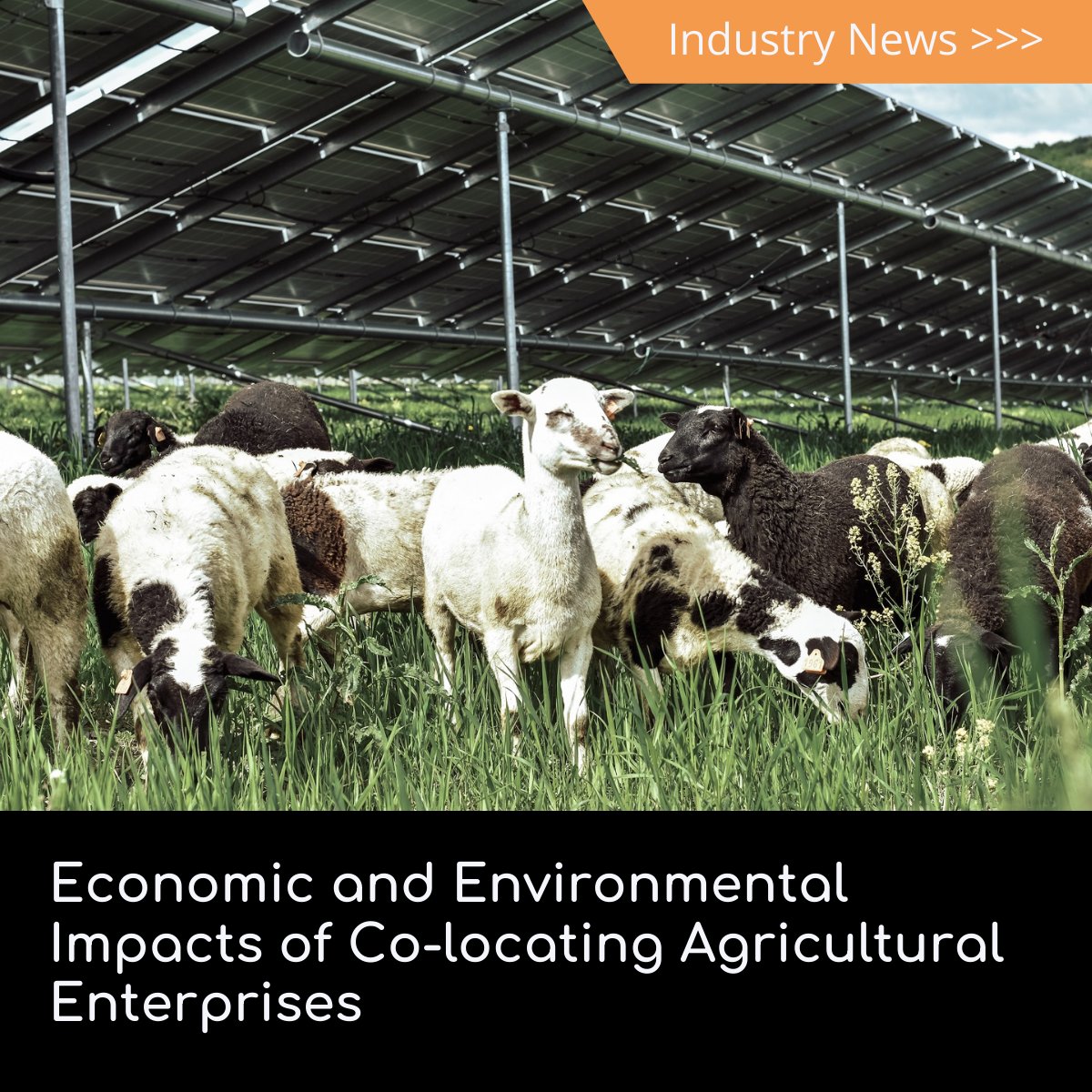 EplSolar's tweet image. Two-year study on economic and environmental impacts of co-located solar + agriculture now underway solarpowerworldonline.com/2021/05/two-ye… @SolarPowerWorld 

#Agrivoltaic #agrophotovoltaics #photovoltaic #solarenergy #solarfarm #solarpower #solarcost #commercialsolar