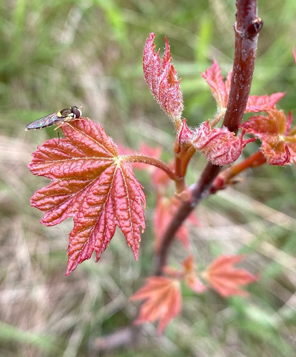 Friends of the Rouge tweet media