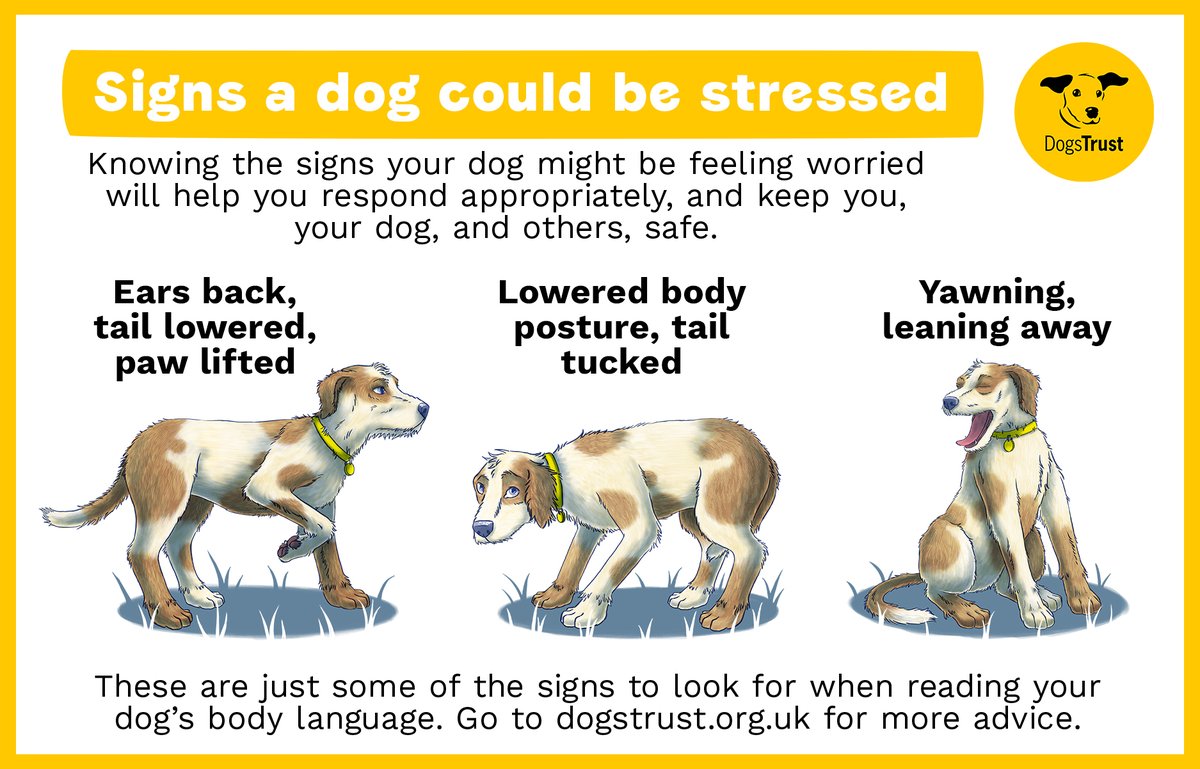 DogsTrust's tweet photo. As much as our dogs help us with our mental health, don't forget that they feel it too🐶 
Every dog’s communication is unique! It depends on the situation &amp; the individual dog but here are some physical signs of stress in dogs 👉 https://t.co/GZUPh5Mh1o
#MentalHealthAwarenessWeek https://t.co/glBoht3sv2