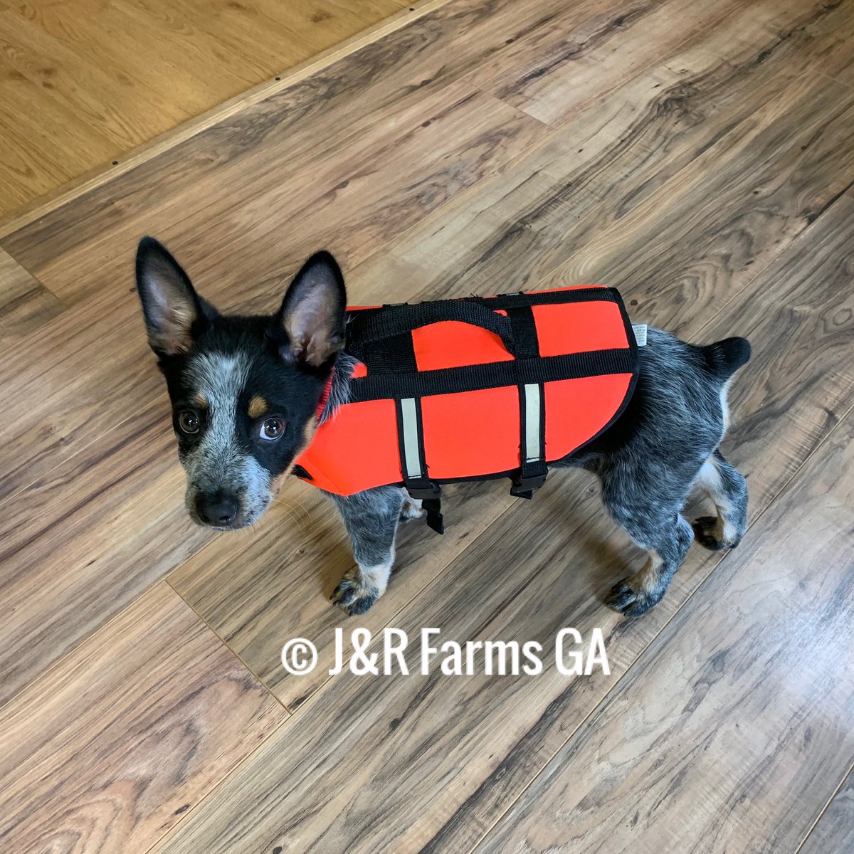 Diesel is ready for the pool..