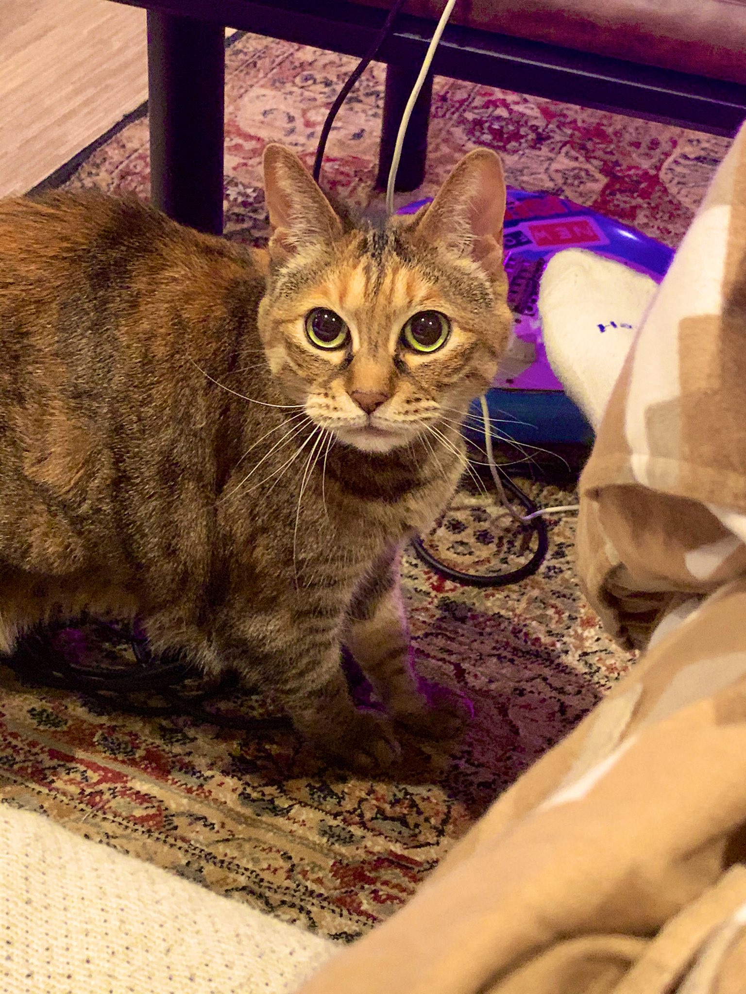 Gen ちくわを拾って今日でなんと10年が経ちました 僕は猫 を飼い始めて 初めて人間になれたような気がします それまでは全てにどこか冷めてた僕も ちくわで命を知り愛を覚えました ちくわには本当に色んなことを教えてくれました 出会えたことに心から