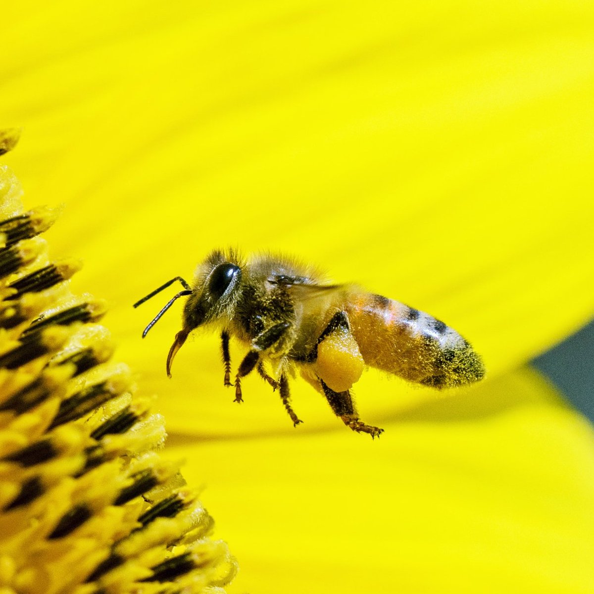 Devon Smallholders tweet media