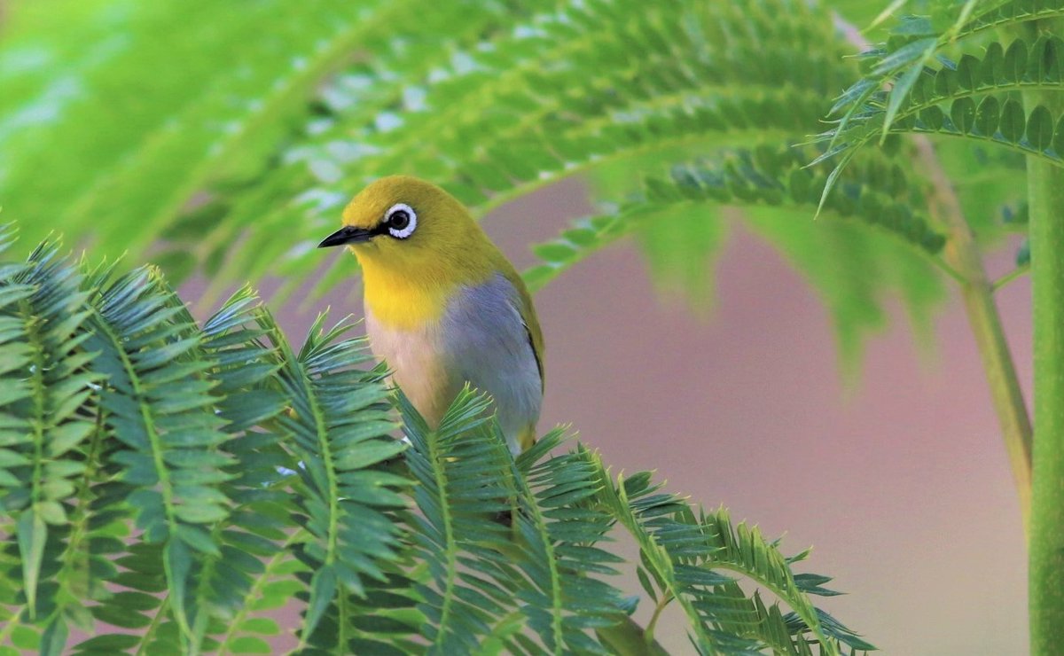 The Indian white eye. 
Instantly fell in love with this one after hearing it's soft call. 
#Hope4All #Luv4Wilds #TwitterNatureCommunity #IndiAves #WorldofWilds