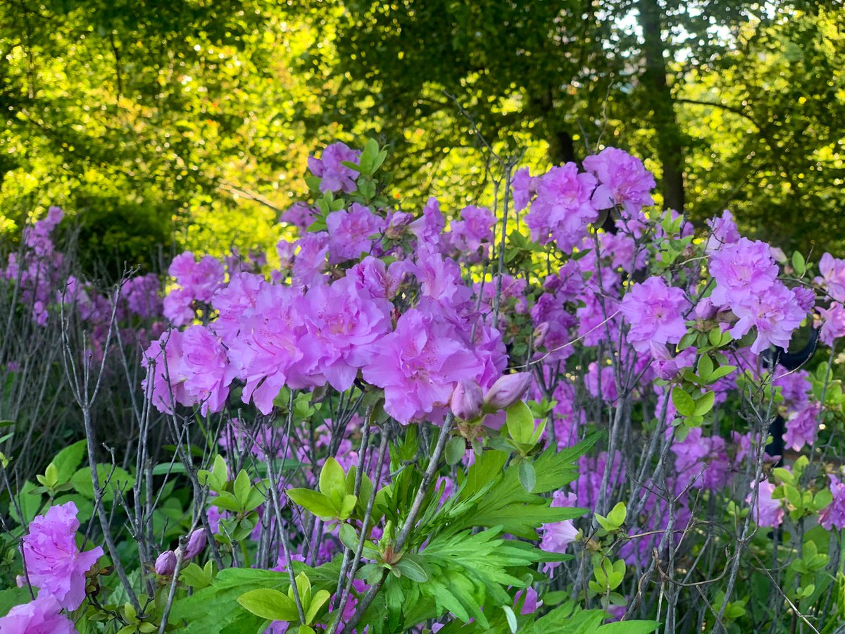 TeamLevineNYC's tweet photo. #TeamLevine is obsessed with 3 things: 

1. Imagining a better Manhattan and hustling to make it a reality with @MarkLevineNYC 🗽

2. Supporting local businesses, especially ~ coffee shops ~ ☕️

3. Spring flowers 💐 

Happy to report, nailing all 3 this beautiful morning 🌞 https://t.co/oUd60d5iVB