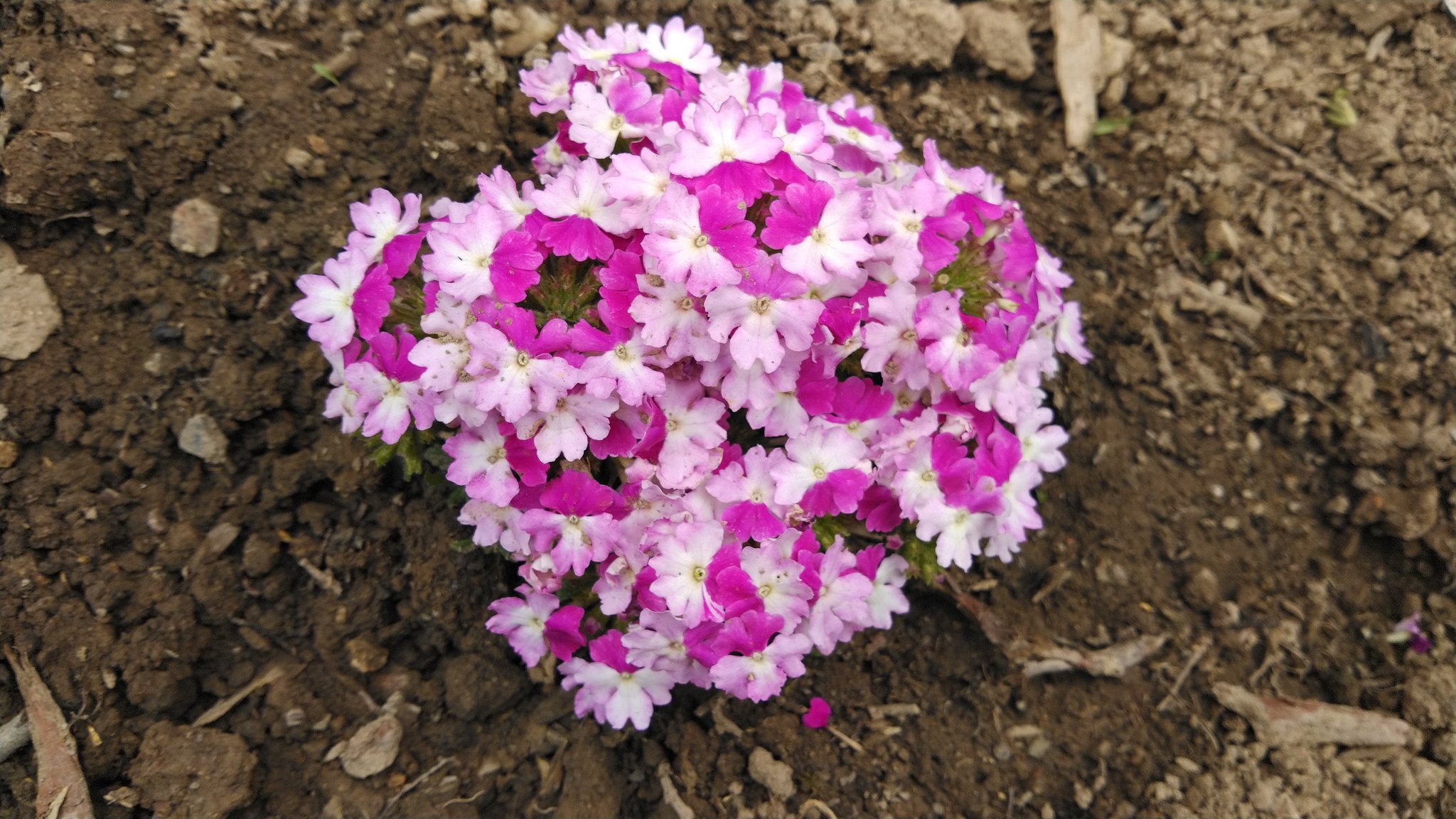 チョンマゲ侍トンちゃん この花 珍しいと思うんよな 五枚が合わさって赤い円形になるんやもん入金 そして綺麗 花 春 珍しい T Co Owncinr9i6 Twitter