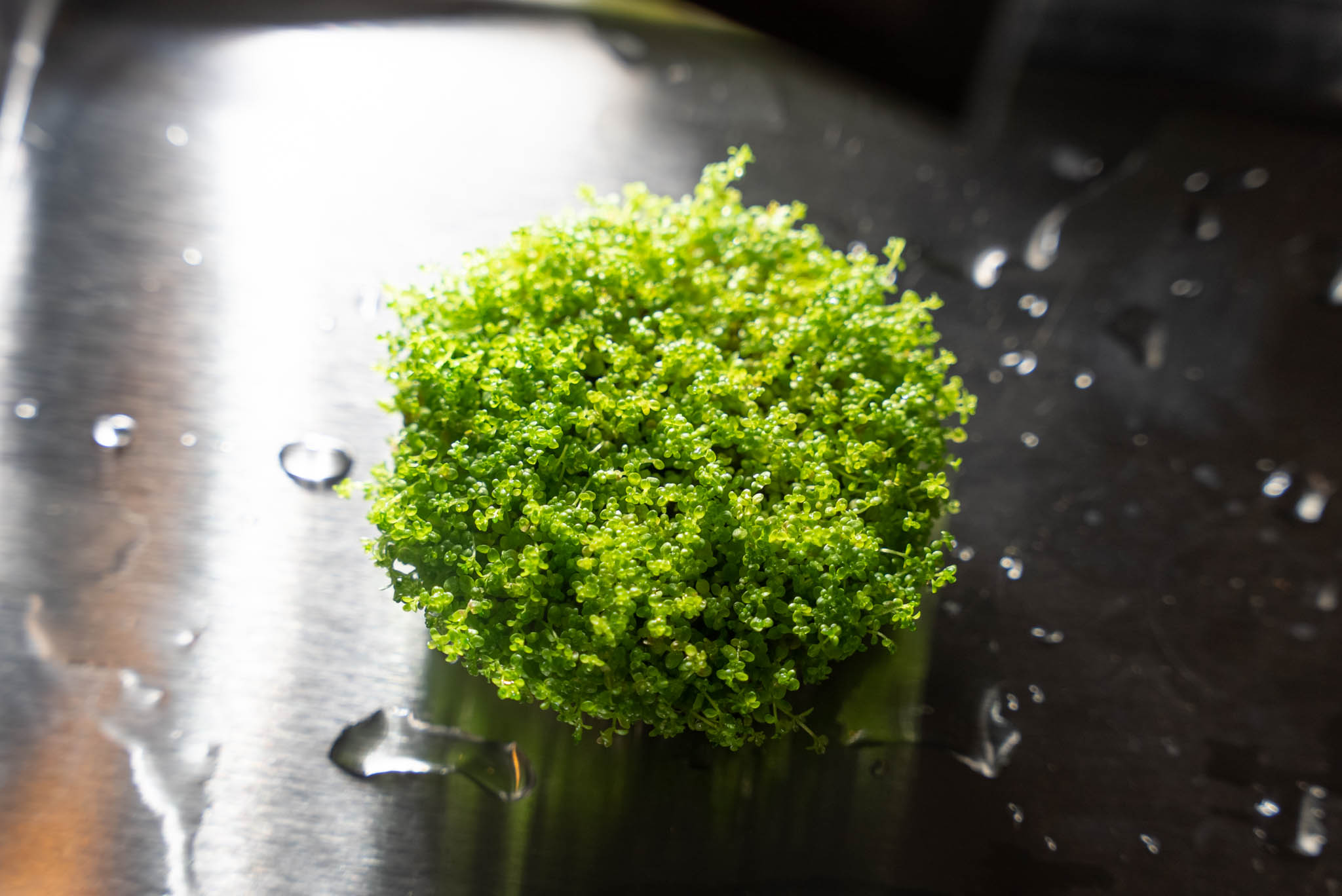 Daisuke Photography これだけで１諭吉するada恐ろしい でも Adaの用品と水草は美しい ピンセットで植栽して行く時間楽しいｗ 今回はミスト式で立ち上げます 龍王石 ミスト式 カビ対策しなきゃな T Co Suo9o0n6q3 Twitter