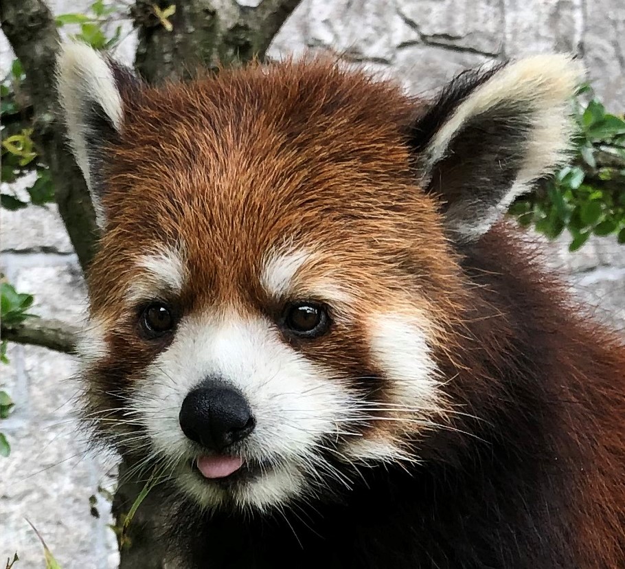レッサーパンダのププです 顔の様子が少し変わっているのが わかりますか レッサーパンダ 21 05 12 安佐北区の動植物園 水族館 広島市安佐動物公園 まいにちを豊かに りっち