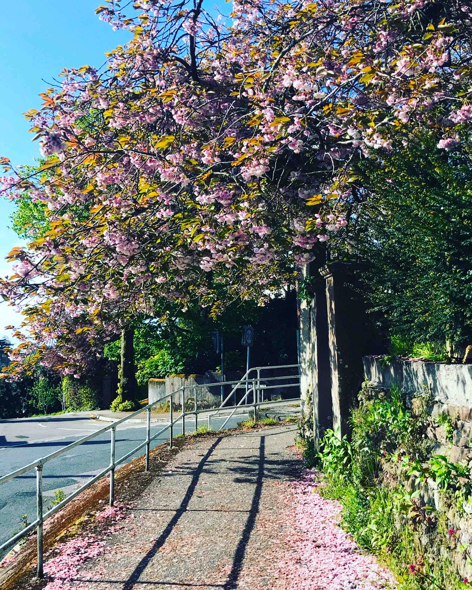 #loveFalmouth tweet media