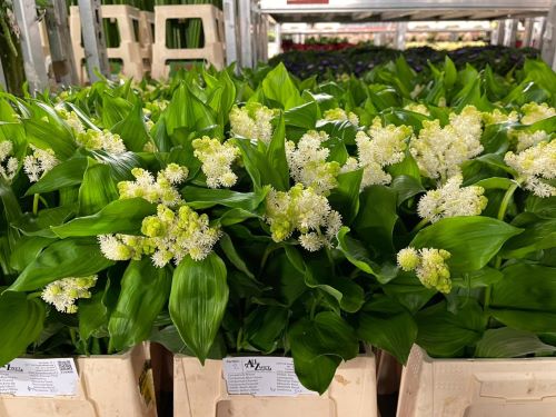 GroenVandaag's tweet image. Een kijkje bij de groothandel

#callistephus mats white
#carnation st beauty
#smilacina racemosa
#snapdragon costa apricot

Meer #bloemen en #planten #nieuws op groenvandaag.nl