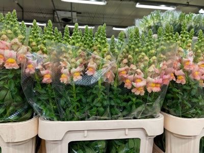 GroenVandaag's tweet image. Een kijkje bij de groothandel

#callistephus mats white
#carnation st beauty
#smilacina racemosa
#snapdragon costa apricot

Meer #bloemen en #planten #nieuws op groenvandaag.nl