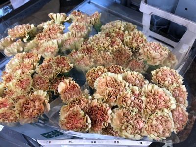 GroenVandaag's tweet image. Een kijkje bij de groothandel

#callistephus mats white
#carnation st beauty
#smilacina racemosa
#snapdragon costa apricot

Meer #bloemen en #planten #nieuws op groenvandaag.nl