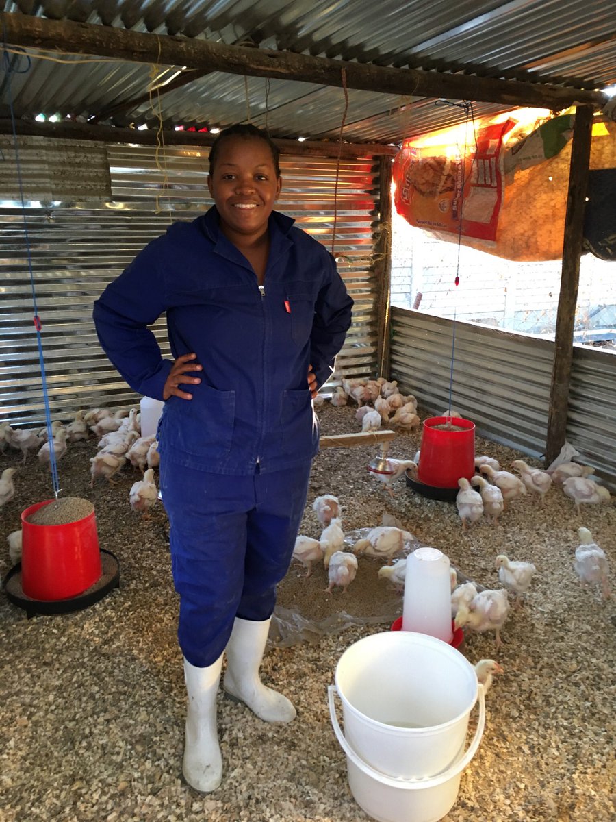 FarmerFrmNorth's tweet photo. Today marks 1 year since i started my own broiler business. The journey of bieng a business person is stressful. The challenges keeps pilling on daily basis but i refuse to give up. To everyone your advices,information and courage keeps me going everyday #farmerfromtheNorth https://t.co/gYpcUulf3o
