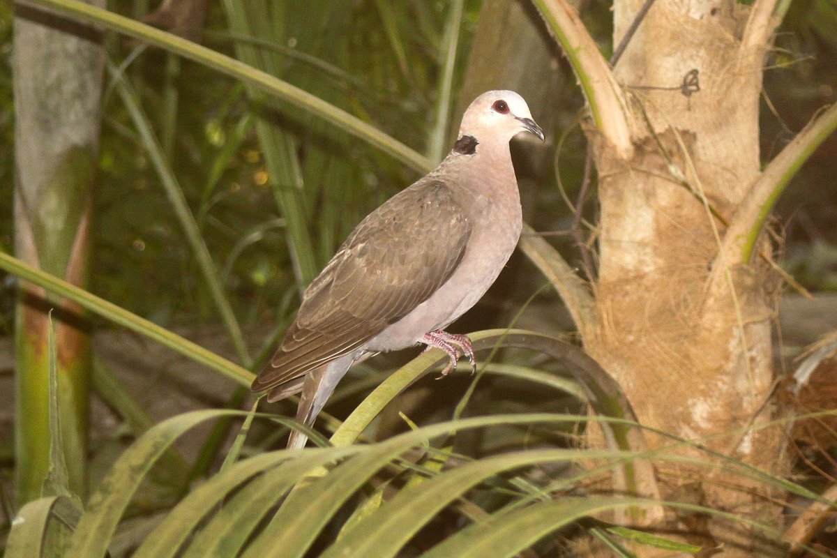 totozanzibar's tweet photo. @TZBirder Ring-necked Dove #Matemwe, #Zanzibar
#birdphotography #birds #birdwatching https://t.co/7G3aa314Hv