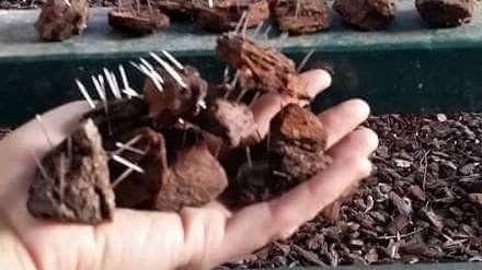 ¿Conoces a los 💀 que envenenan animales o dejan comida con clavos o alfileres en sus lugares de juego?
No lo calles
📞062
📩seprona@guardiacivil.org