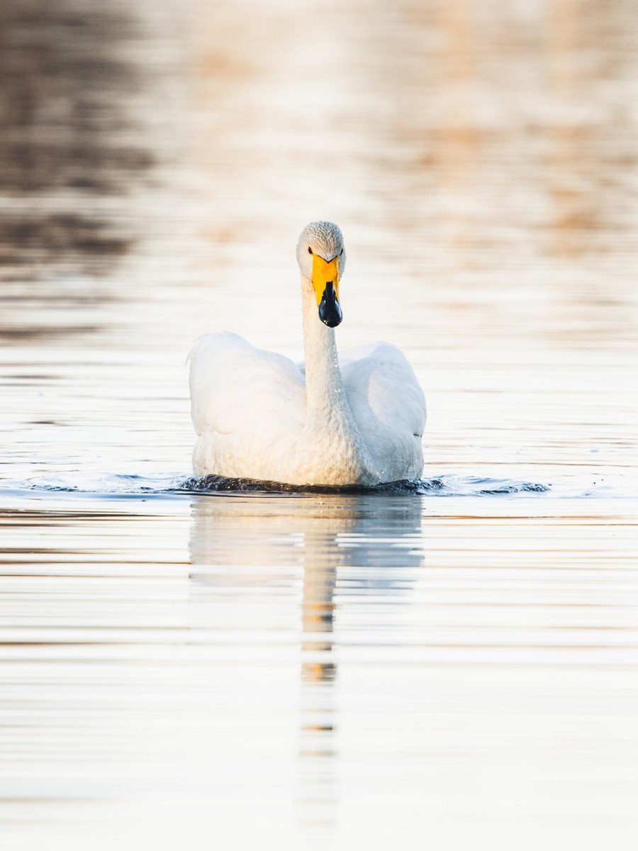 VisitRovaniemi's tweet photo. Here in Rovaniemi Lapland, the return of Swans marks the beginning of spring 🥰🌿 Spring is here and the river valley is again colonised by these white beauties! https://t.co/PJKDbJoE2Z