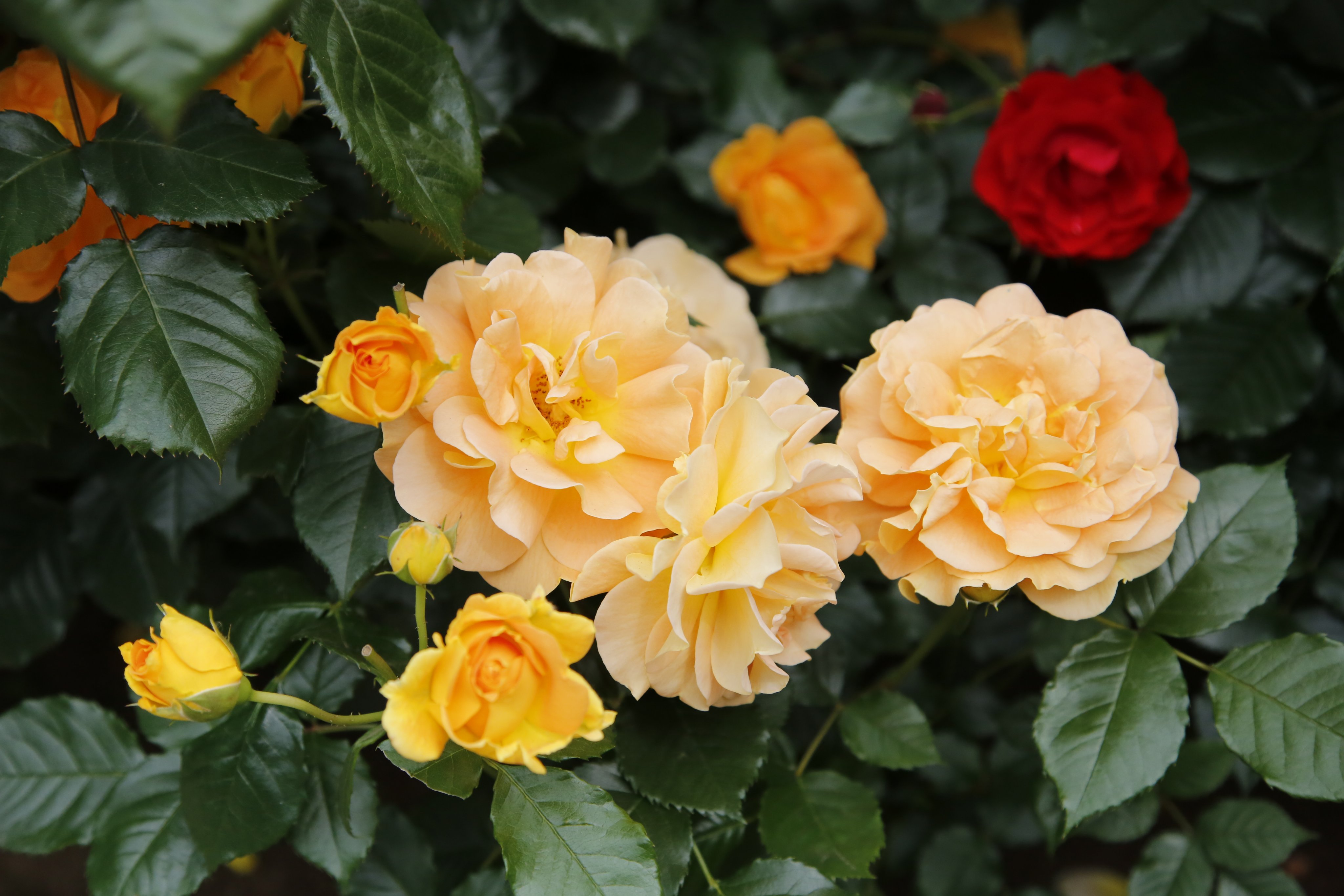 市川市 市内では 色とりどりのバラが咲いていて とても良い香りに包まれていました バラの花言葉は ピンク色は 愛の誓い オレンジ色は 信頼 白色は 深い尊敬 など 色によって異なるそうです 他にもさまざまな種類があるので お気に入りの花言葉
