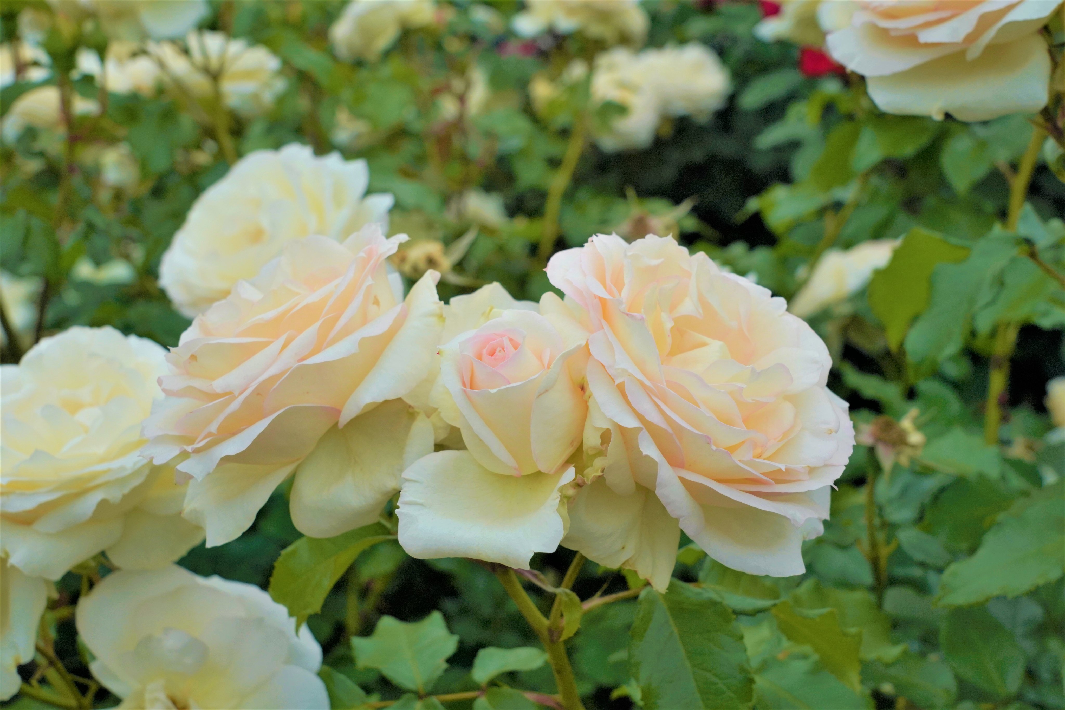 市川市 市内では 色とりどりのバラが咲いていて とても良い香りに包まれていました バラの花言葉 は ピンク色は 愛の誓い オレンジ色は 信頼 白色は 深い尊敬 など 色によって異なるそうです 他にもさまざまな種類があるので お気に入りの花言葉