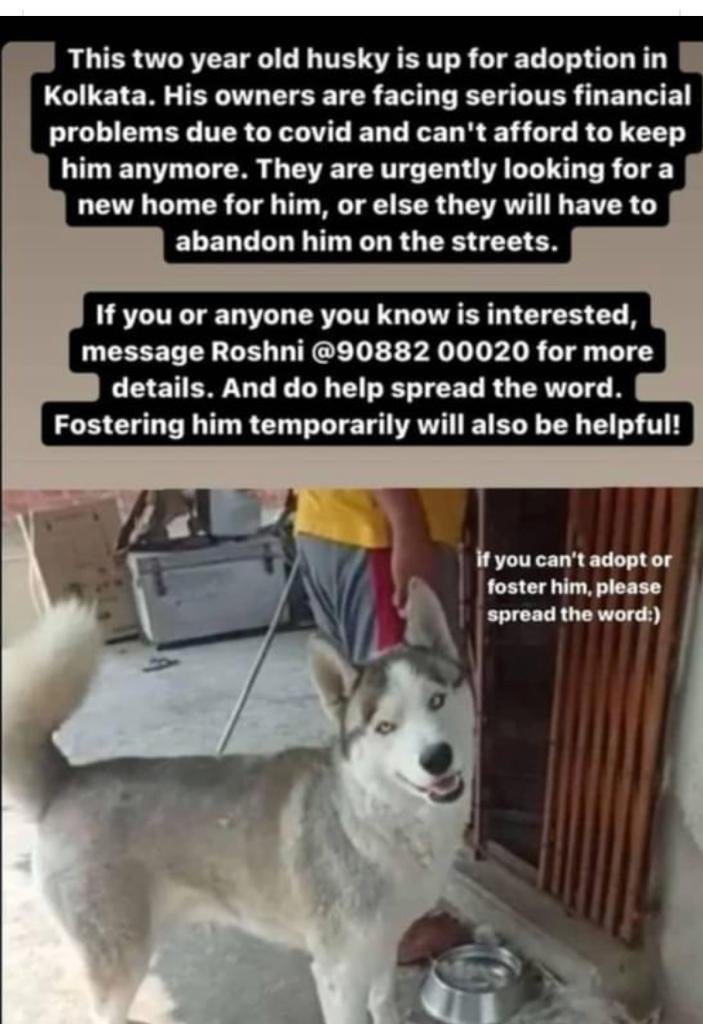Sreenanda's tweet photo. Please help in finding him a home 🙏🏼
#kolkata https://t.co/0DSkHlKbQJ