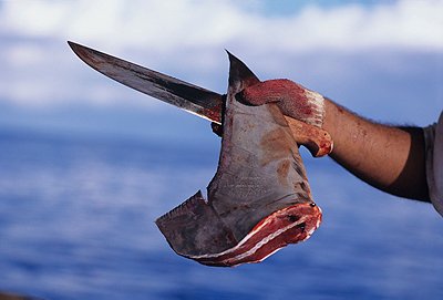 Great news! Thanks to our lobbying efforts the UK government will introduce legislation to BAN the import and export of #shark fins! Thank you <a href="/DefraGovUK/">Defra UK</a> for listening and acting on the science! Now looking at you <a href="/EU_Commission/">European Commission</a> to do the same.
gov.uk/government/pub…
🇬🇧💕🦈💕🇬🇧