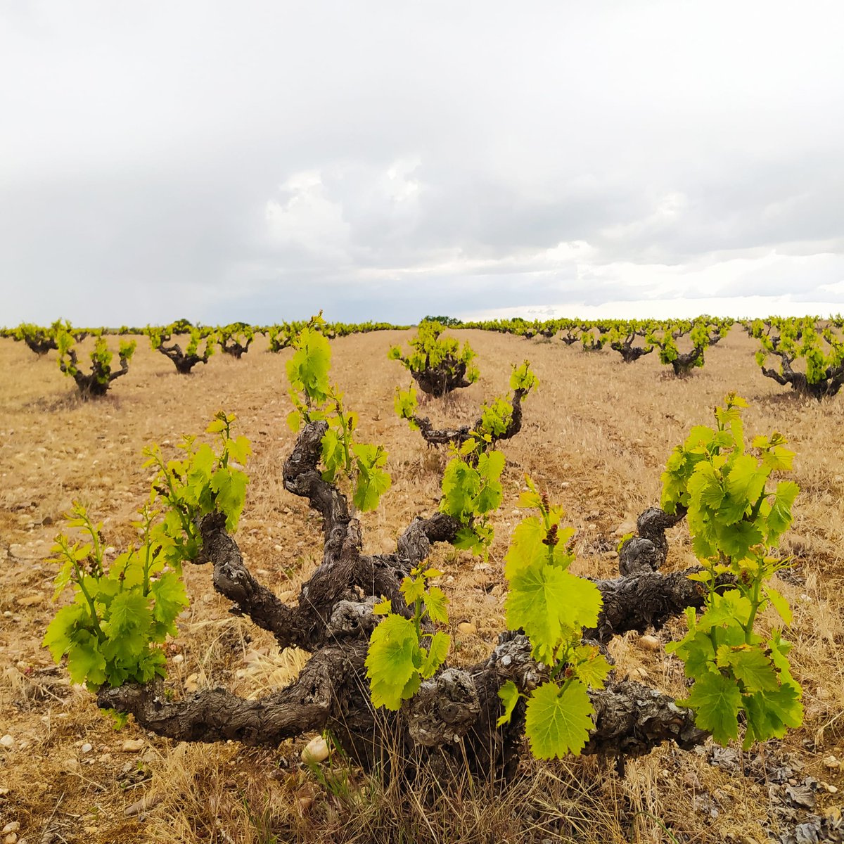 Cómo nos gustan estas imágenes del viñedo a vista de suelo que captura Igor de la Torre.

¿A qué tipo de uva creéis que pertenece el viñedo de esta imagen?

#viñedo #vinodeToro #ViñaGuareña