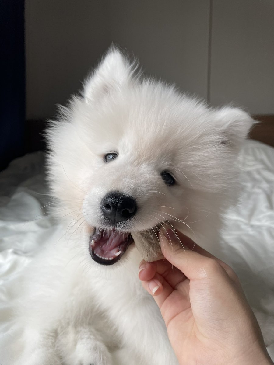 POKKA🐻‍❄️ tweet media