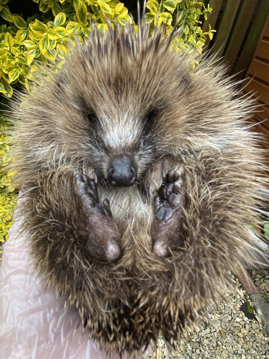 Found crossing a busy road during the day, this is Marina. She has 3 types of parasite & is very thin (you can tell by the size of her feet compared to her body). Huge thanks to her finder who spotted her in the road & brought her to a rescue. #hedgehog #hedgehogs #Wildlife