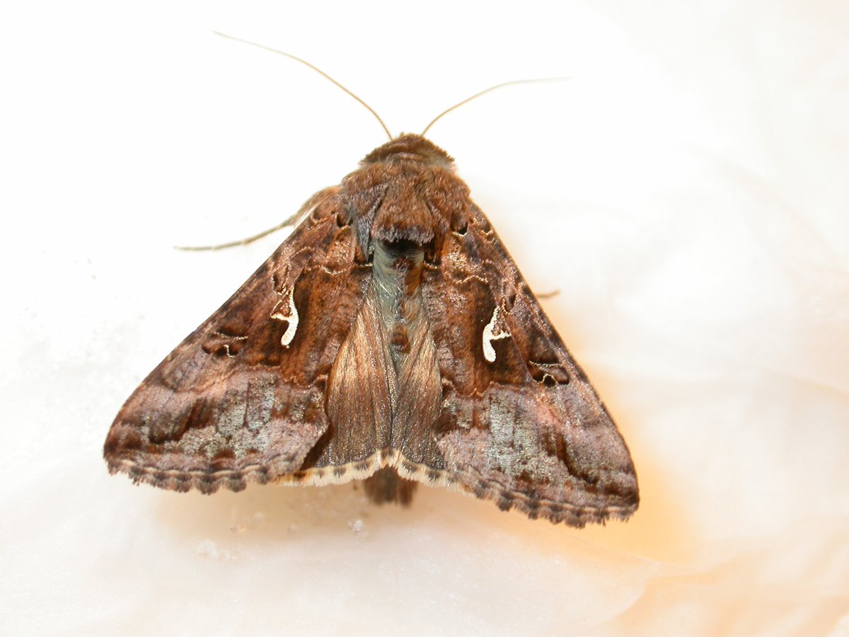 Rosemary Collier (@warwickpestnews) on Twitter photo The first 'proper' influx of migrants occurred last weekend and numbers of citizen science sightings of diamondback moth and silver Y moth have increased in all the countries we monitor, with the exception of Finland.
warwick.ac.uk/fac/sci/lifesc…
warwick.ac.uk/fac/sci/lifesc…
<a href="/AHDB_Hort/">AHDB Horticulture</a> The first 'proper' influx of migrants occurred last weekend and numbers of citizen science sightings of diamondback moth and silver Y moth have increased in all the countries we monitor, with the exception of Finland.
warwick.ac.uk/fac/sci/lifesc…
warwick.ac.uk/fac/sci/lifesc…
<a href="/AHDB_Hort/">AHDB Horticulture</a>