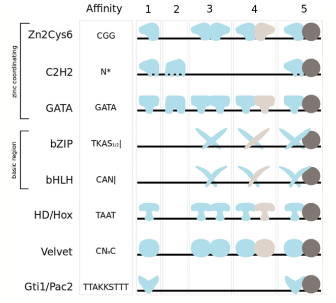 MPPjournal's tweet photo. Confused by transcription factor control of virulence in phytopathogenic fungi? TWO REVIEWS here help to shed light on the current thinking: https://t.co/XkFn9xV6rR and https://t.co/79KjMT5y3H https://t.co/G23ISN6e00