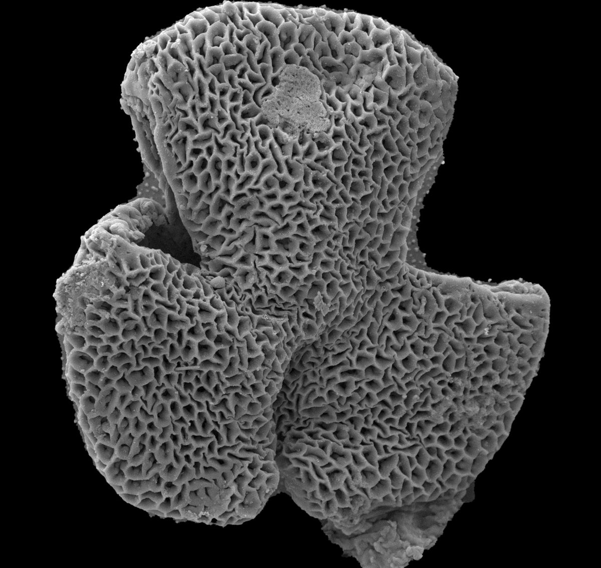 Stunning Early Eocene #pollen from Wyoming to encourage you to #vote pollen for the #PalaeoCup! 🔬