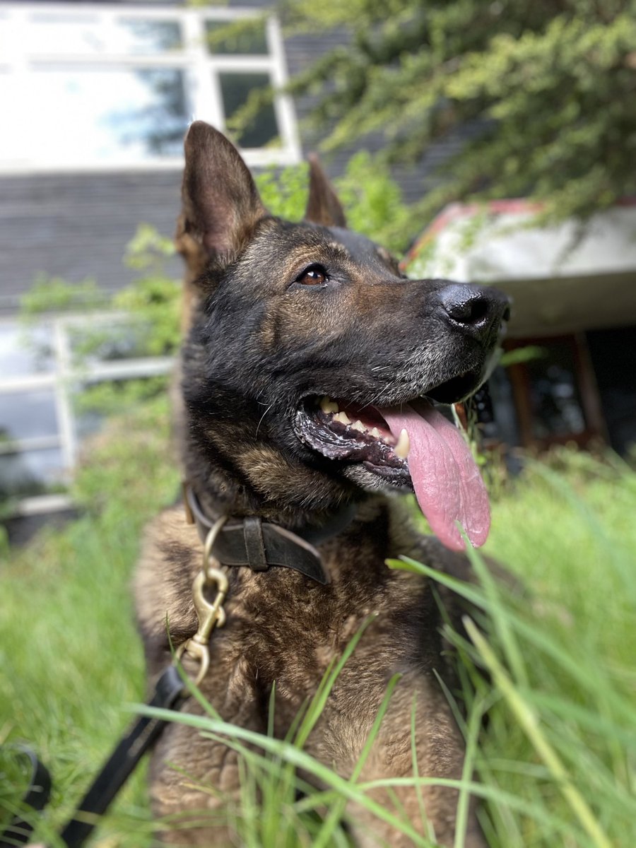 PDLuther's tweet photo. Patiently waiting for the next training scenario #pdluther #lovemyjob https://t.co/J3SA5PlN5r