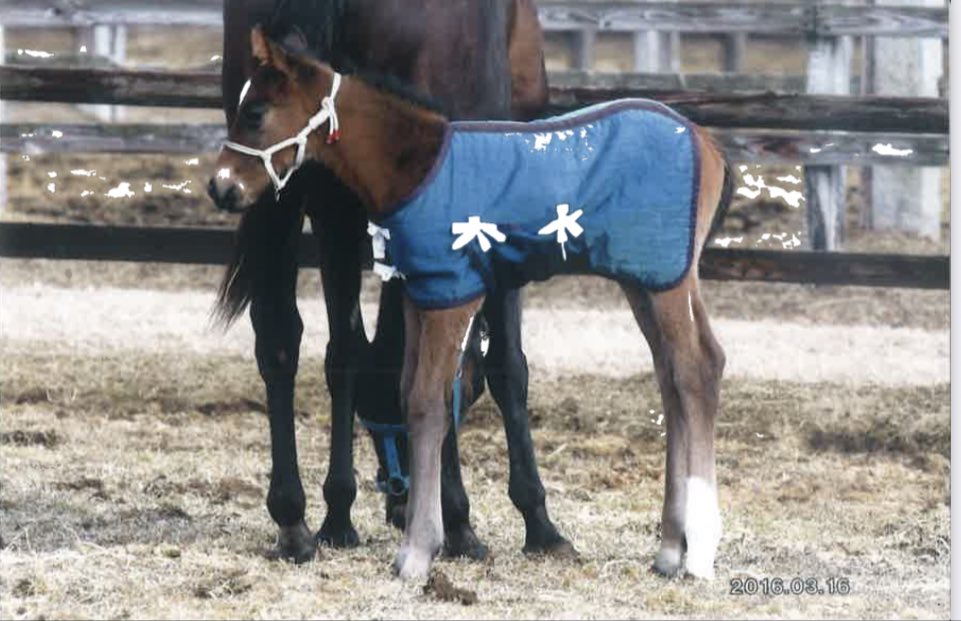shirai_farm's tweet photo. 浦和競馬11Rしらさぎ賞(SIII)で白井牧場生産のダノンレジーナが勝ちました🥇昨年末の東京シンデレラマイルに続き重賞2勝目です✨関係者の皆様おめでとうございます🎊ありがとうございました🙇♂️ #RoadToJBC https://t.co/8c7ZdmTspE