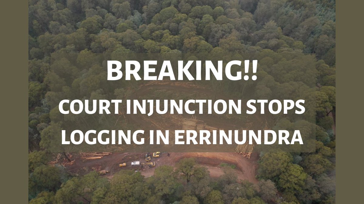 eastgippyforest's tweet photo. BREAKING! Environment East Gippsland (@denticulata) have stopped imminent logging of precious forests near Errinundra! It's Greater Glider galore but the government  are bending over backwards to log it. Thanks to all the folks who've taken action to stop logging in this area! 💚 https://t.co/bBKGpwEbZD