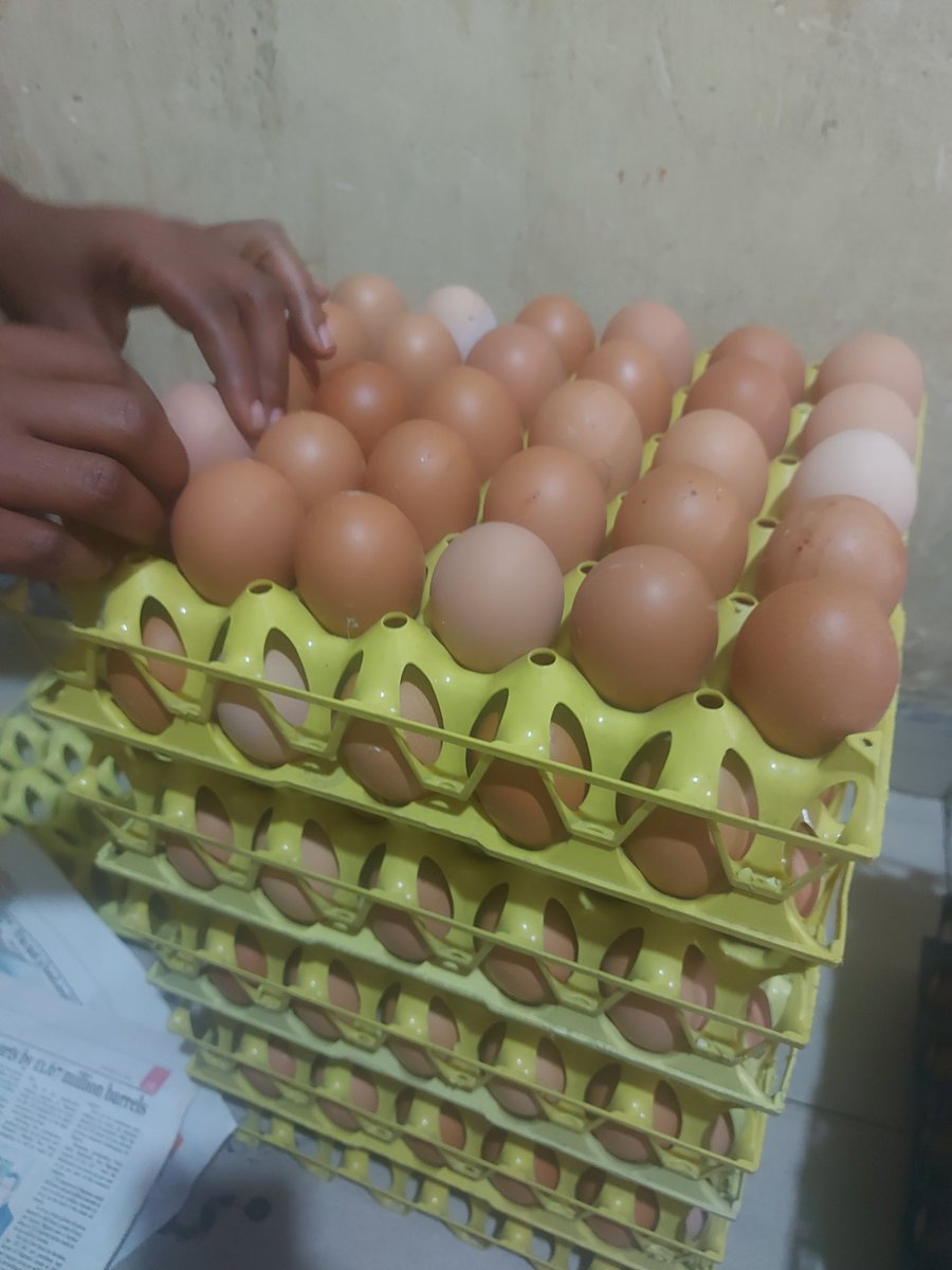 Softajebo's tweet photo. I'm still your surest plug for fresh big eggs..

N1400 for very big ones o
N1300 for medium size which is still big..

Please call 09071115627 to order..

Door step delivery is available..
Bulk purchase is available 

Please  Retweet if this pops up on ur timeline 🙏 https://t.co/KRR63rpcFR
