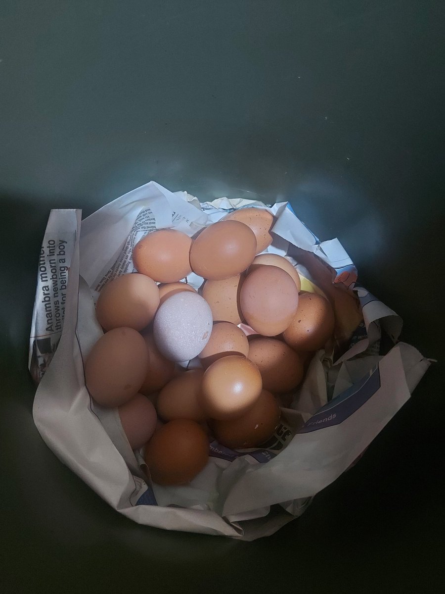 Softajebo's tweet photo. I'm still your surest plug for fresh big eggs..

N1400 for very big ones o
N1300 for medium size which is still big..

Please call 09071115627 to order..

Door step delivery is available..
Bulk purchase is available 

Please  Retweet if this pops up on ur timeline 🙏 https://t.co/KRR63rpcFR