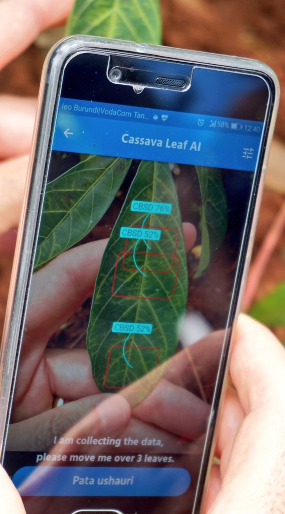 jamesplegg's tweet photo. 🇹🇿🌿 1️⃣ ➕ 1️⃣ = 3️⃣ 🌿🇰🇪
Farmers in Mugumu, #Tanzania trained by @plantvillage to use the Nuru app that identifies #cassava diseases like CBSD & CMD, have been linked to local cassava seed entrepreneurs registered on SeedTracker, giving them a solution to their disease problem https://t.co/nnKjO6DrmQ