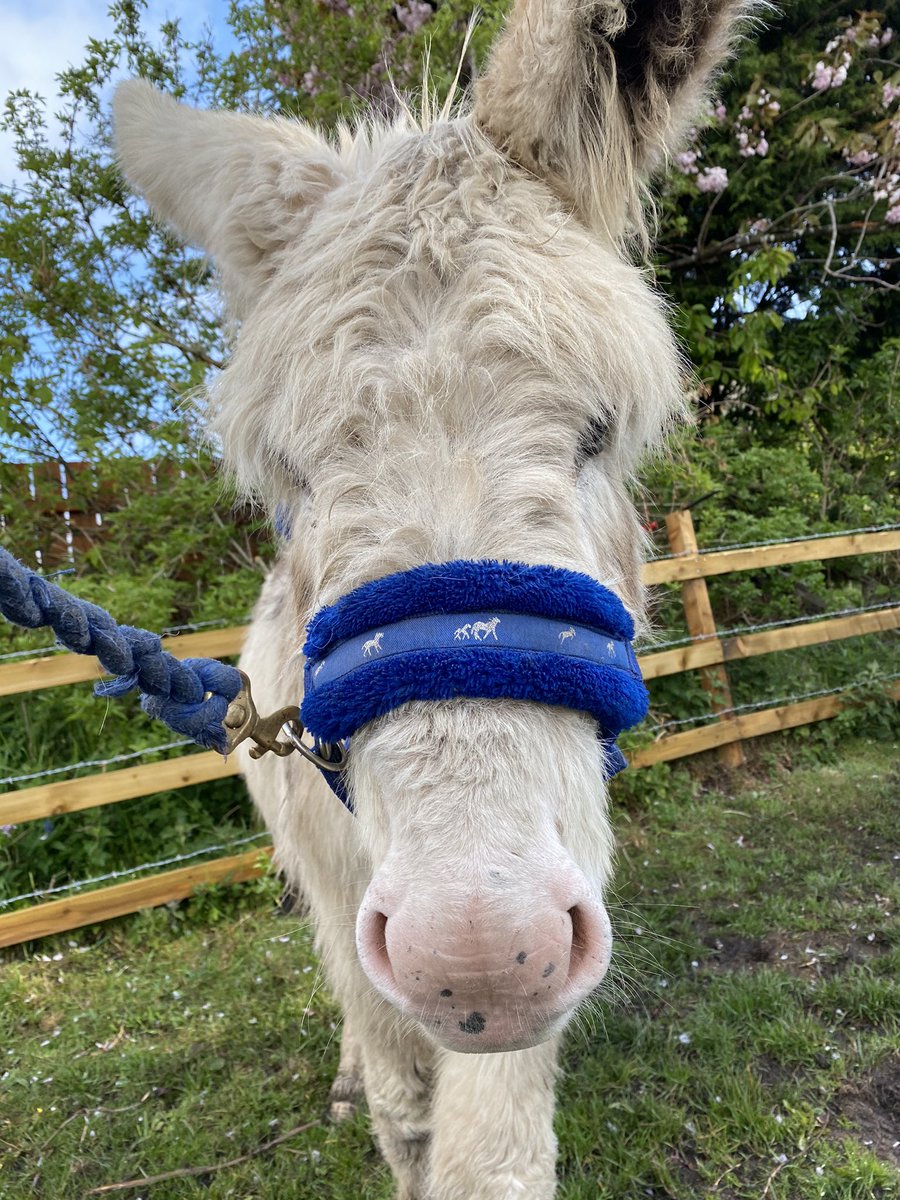 LaverokBirdFood's tweet photo. This is the fave of a very smug donkey , Jerry , who’s just had his feet trimmed . What a good boy #ITSOGOOD #donkey #rescuedonkey #donkeyawareness https://t.co/zDcukLcbCE