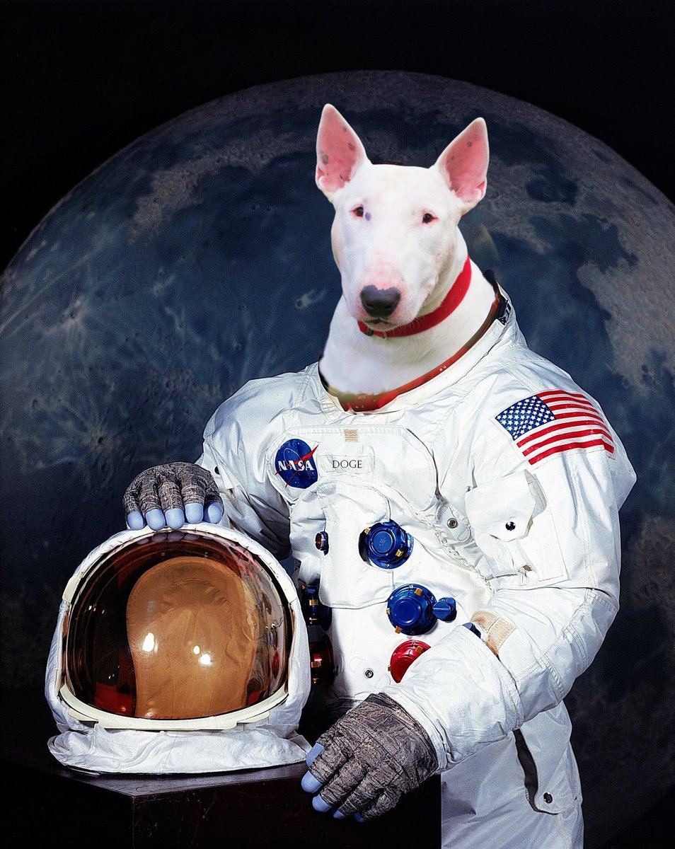 We are all set to our 'Journey to Moon'. Join our telegram group t.me/bultcoinoffici… and be prepared for the launch.

#bultcoin #tothemoon #bullterriercoin #cryptocurrency