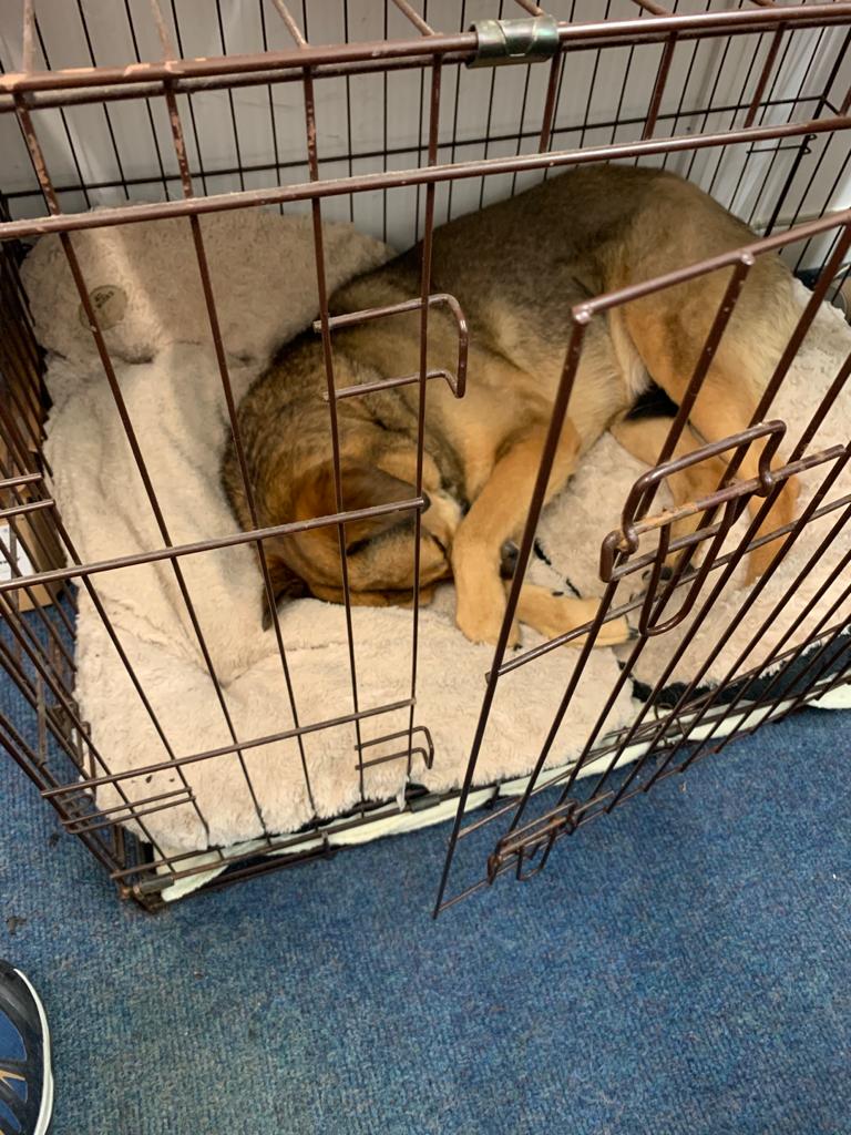 janeylaw's tweet photo. Marg went to her other job at the aquatic shop yesterday but I don't think she pulled her weight and management wasn't happy.... #slacker #sleepingatwork https://t.co/Vwiu8hM4VU