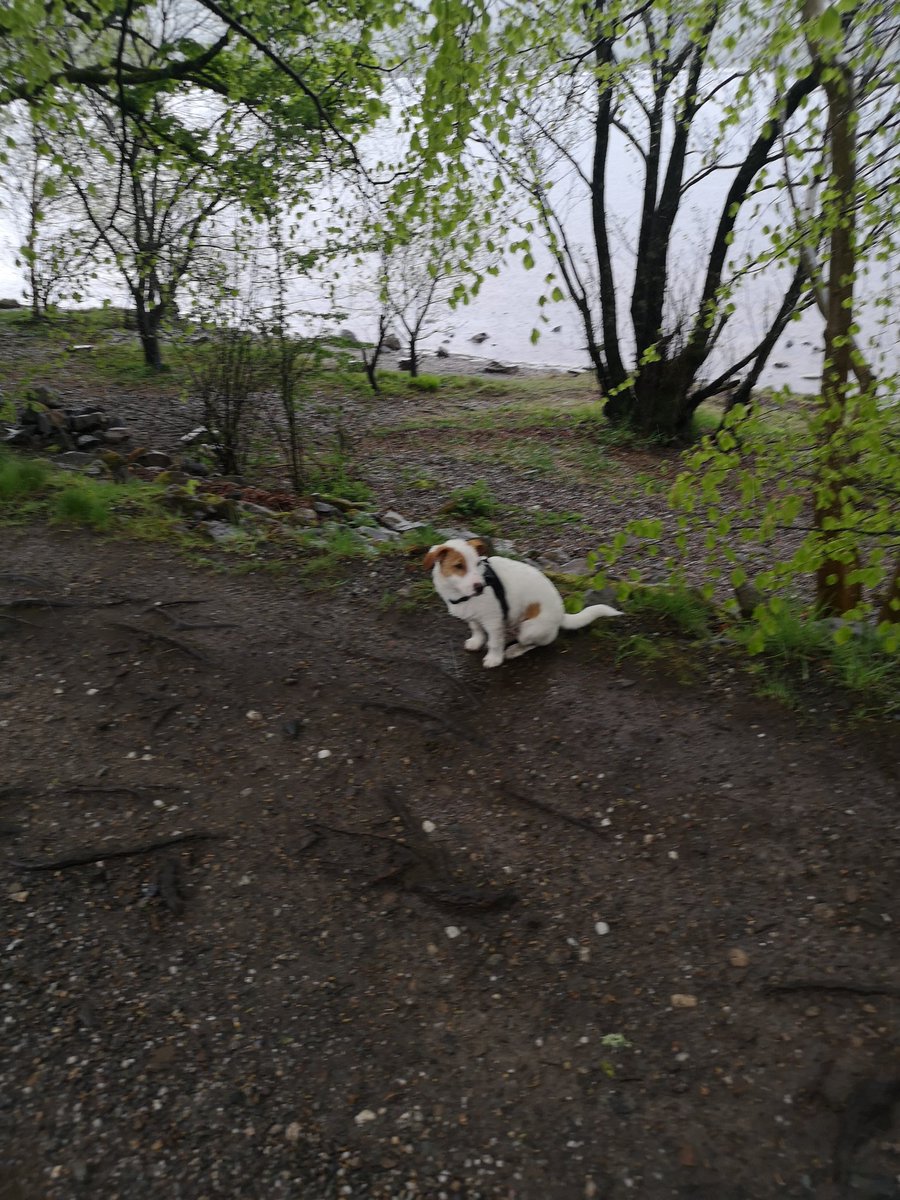 A very wet catch up this morning round Balloch Park, but despite the rain it was great catch up in person and of course meet Finn. #MentalHealthAwarenessWeek2021 <a href="/lomondtrossachs/">Loch Lomond & The Trossachs</a>