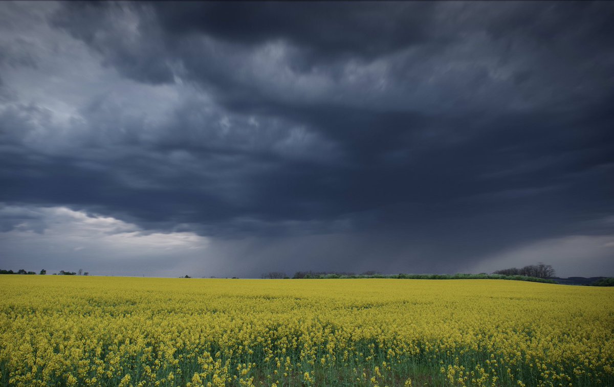 RedkiwiH's tweet photo. The rain clouds are coming! #rainclouds #czechrepublic #landscapephotography #outdoors #fieldsofyellow https://t.co/nNvCfavBWO