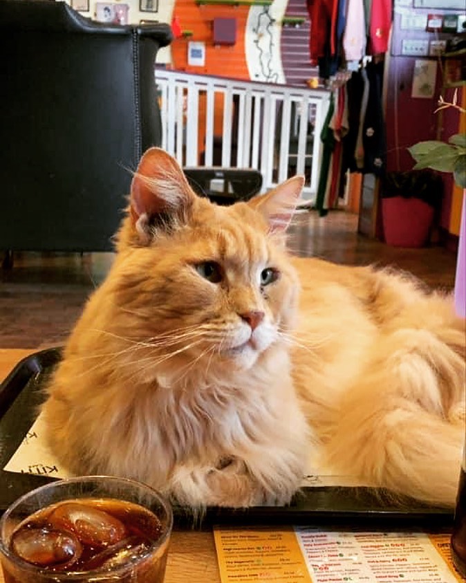 HeathcliffeThe's tweet photo. Heathcliffe knew he was the best thing to be served in @kittycafeuk #kittycafeuk https://t.co/uX9lxKwrmL