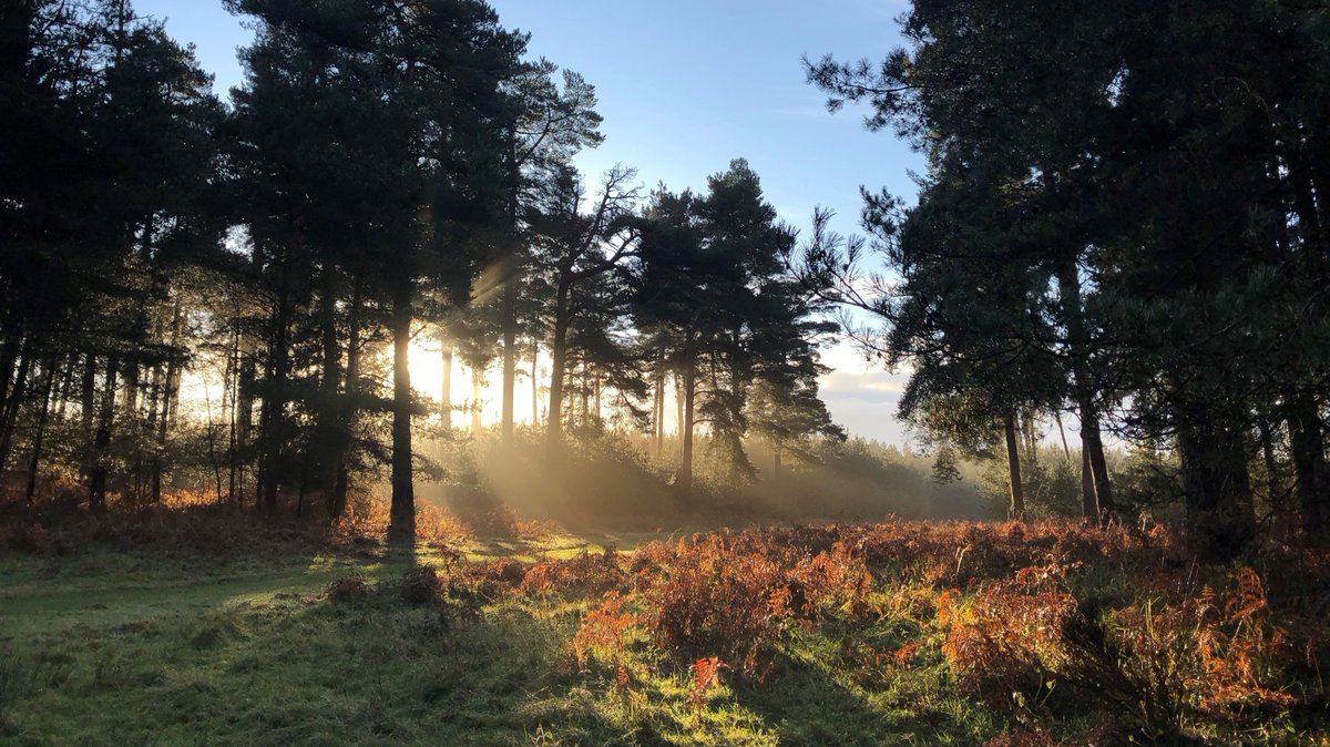 ForestryEngland's tweet photo. Do you feel 🙂 or ☹️ today?

Research has shown that viewing an image of a forest scene on a screen causes changes in the body and brain that make us feel more relaxed. 

Did it work for you? Let us know.💚 #MentalHealthAwarenessWeek 

📷 Lesley Brown https://t.co/AyNDS6afys