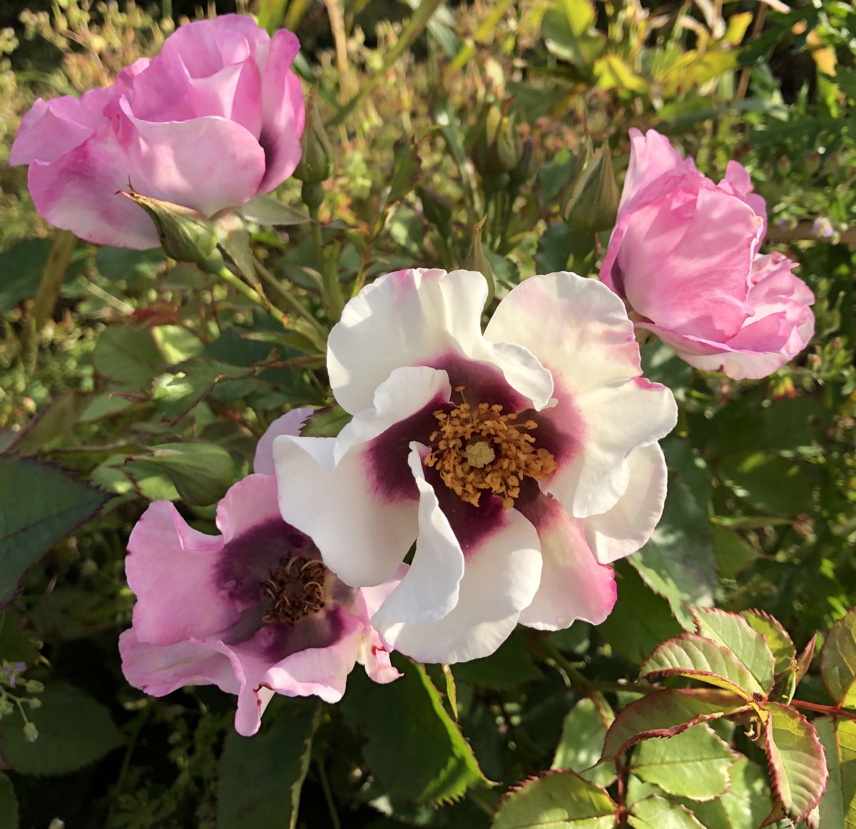 JonesTheRose's tweet photo. Our #RoseWednesday offering this week is Ol' Blue Eyes.  a fabulous Persica rose from #WeeksRoses and one of Rachael's favourites.  I just love those purple centres!  #Staysafe everyone and make the most of the sunshine. #loveroses #roses #jonestherose #britishroses #persica https://t.co/q699jHd2kT