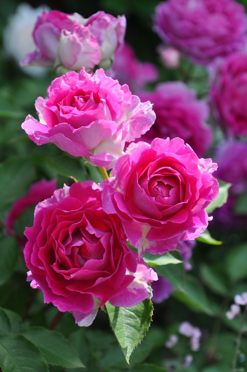 バラの家 公式本店 Rosa Orientis Pa Twitter シェエラザード Sheherazad 紫がかる花色に先のとがる弁先 波打つ花弁の個性的な花形 ダマスクを基調とした素晴らしい香り タイプ2 公式本店 T Co Nqdawuectu 楽天店 T Co Nx23oatllb T バラの家 公式本店 Rosa Orientis Pa Twitter シェエラザード Sheherazad 紫がかる花色に先のとがる弁先 波打つ花弁の個性的な花形 ダマスクを基調とした素晴らしい香り タイプ2 公式本店 T Co Nqdawuectu 楽天店 T Co Nx23oatllb T