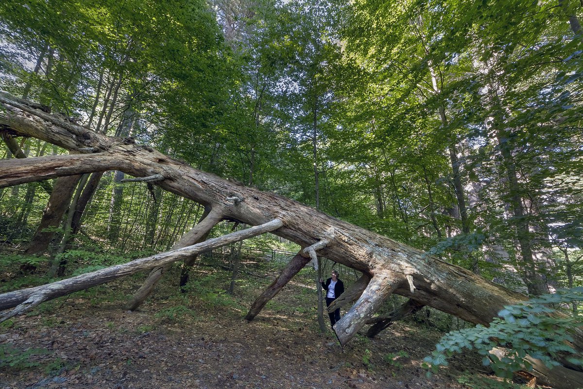 Fondoambiente's tweet photo. Anche i #BeniFAI partecipano alle #GiornateFAI di Primavera!
Il 15 e 16 maggio hai un'occasione in più per visitare i tanti luoghi straordinari di cui ci prendiamo cura in tutta Italia, scegli il tuo ➡ https://t.co/zSyWVAsSO1
⚠️ Ricorda! La prenotazione obbligatoria. https://t.co/vDHxD40zOb